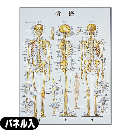 骨格 パネル入(SR-117B)【smtb-s】