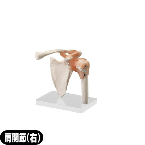 ｢人体模型｣サンポー エスキュア(S+CURE) 肩関節模型(右) SR-0458 - 肩甲骨(けんこうこつ)、鎖骨(さこつ)、上腕骨(じょうわんこつ)を含んだ模型関節モデル。靭帯は伸縮性があり、動かすことが可能【smtb-s】