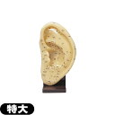 「人体模型」サンポー エスキュア(S+CURE) 耳模型(特大) 22x12cm (SR-0433)【smtb-s】