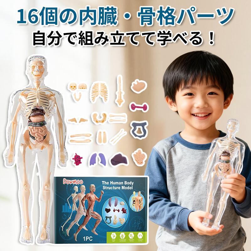 お子様の「心臓ってどこにあるの 」「食べたものはどうなるの 」といった素朴な疑問に、お答えできますか教科書のイラストだけではわかりづらい人体のしくみを、触って、組み立てて、目で確かめられる学習キットが登場しました。【教材級の精密さ】 約1/6スケール(完成時高さ約28cm)で主要な臓器と骨格を精巧に再現。心臓(3cm)、肺(3.7cm)など実寸に近いサイズ感で、リアルな学習体験を提供します。【16の分解パーツ】 心臓、肺、胃、大腸・小腸、肝臓、腎臓、頭骨、脊椎、腕骨、大腿骨など、16個の内臓・骨格パーツを自由に取り外し・組み立て可能。消化の流れや骨格の構造を立体的に理解できます。【手で学ぶ知育設計】 単なる観察模型ではなく、パズルのように組み立てる過程そのものが探究学習です。空間認識力と集中力を養い、理科への興味を大きく広げます。【軽量素材】 軽量で頑丈なプラスチック製。子供が安全に扱え、学校や家庭でどこへでも持ち運べます。【こんな方に最適です】お子様の科学への好奇心を育てたいご家族学校の理科授業・生物の教材として夏休みの自由研究・工作の題目をお探しの方医療・看護系への進路に関心がある学生さんへのプレゼント人体のふしぎな世界への最初の一歩を、この精密模型から始めてみませんか ぜひご家庭や教室で、驚きと発見の体験をお楽しみください。商品仕様:モデル:9.9x28cm胸腔:2.5x4.6cm頭蓋骨:左:2.4x2.6cm右:2.5x2.7cm下:2.2x2.4cm脊椎:2.4x10.8cm肩甲骨:3.4x1.6cm骨盤:2.2x1.8cm脛骨:1.3x7.3cm足底:1.1x3.5cm大腿骨:1.25x7.1cm上腕骨:0.9x11cm胃:2.3x1.8cm腎臓:3.2x1.2cm肺:1.5x3.7cm心臓:3x2.4cm大腸:2.9x3.1cm肝臓:2.7x2.1cm小腸:3x2.6cm人体 パズル 人体模型おもちゃ 組立式