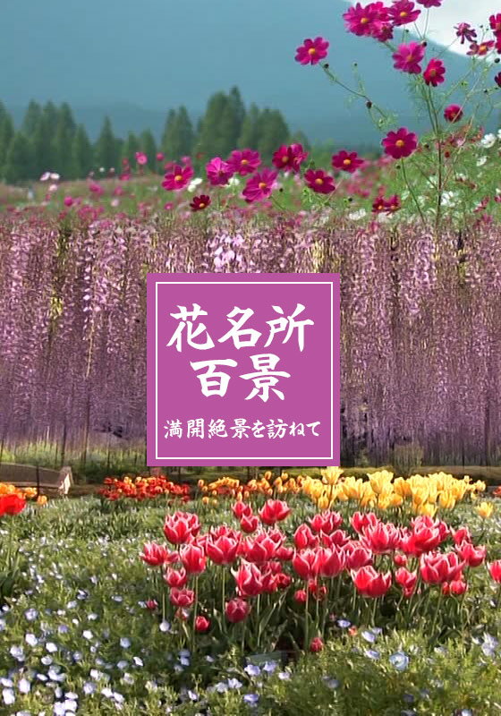 花名所百景 バラ／京成バラ園（千葉）【動画配信】