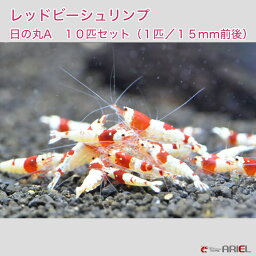 【国内有名ブリーダー】レッドビーシュリンプ　日の丸 A　10匹セット（1匹／15mm前後）死着補償サービス＋2匹