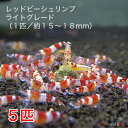 レッドビーシュリンプ ライトグレード 5匹セット(1匹/13〜18mm前後)死着補償サービス+1匹 シュリンプ エビ 観賞魚 紅白 繁殖 アクアリウム