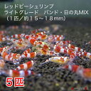 レッドビーシュリンプ　ライトグレード　バンド・日の丸MIX　5匹セット（1匹／13〜18mm）死着補償サービス＋1匹