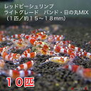 レッドビーシュリンプ　ライトグレード　バンド・日の丸MIX　10匹セット（1匹／13〜18mm）死着補償サービス＋2匹