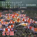 レッドビーシュリンプ　ライトグレード　バンド・日の丸MIX　20匹セット（1匹／13〜18mm）死着補償サービス＋2匹