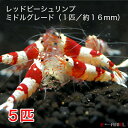 レッドビーシュリンプ ミドルグレード 5匹セット(1匹/16mm前後)死着補償サービス+1匹 シュリンプ エビ 観賞魚 紅白 繁殖 アクアリウム