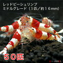 レッドビーシュリンプ ミドルグレード 50匹セット(1匹/16mm前後)死着補償サービス+5匹 シュリンプ エビ 観賞魚 紅白 繁殖 アクアリウム