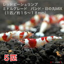 レッドビーシュリンプ　ミドルグレード　バンド・日の丸MIX　5匹セット（1匹／15〜18mm）死着補償サービス＋1匹