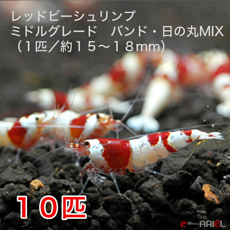 レッドビーシュリンプ　ミドルグレード　バンド・日の丸MIX　10匹セット（1匹／15〜18mm）死着補償サービス＋2匹 その1