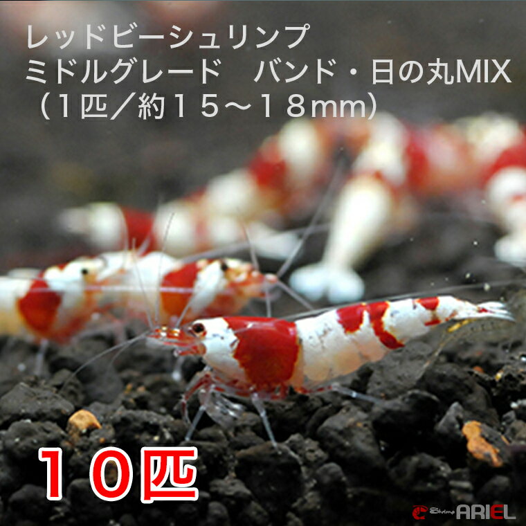 レッドビーシュリンプ　ミドルグレード　バンド・日の丸MIX　10匹セット（1匹／15〜18mm）死着補償サービス＋2匹