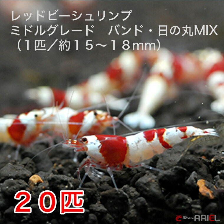 【SALE】レッドビーシュリンプ　ミドルグレード　バンド・日の丸MIX　20匹セット（1匹／15〜18mm）死着補償サービス＋2匹 その1