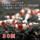 レッドビーシュリンプ ミドルグレード バンド・日の丸MIX 30匹セット(1匹/15~18mm)死着補償サービス+3匹 シュリンプ エビ 観賞魚 紅白 繁殖 アクアリウム