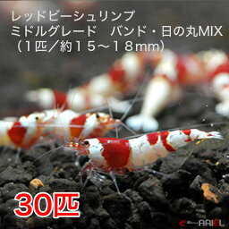 レッドビーシュリンプ　ミドルグレード　バンド・日の丸MIX　30匹セット（1匹／15〜18mm）死着補償サービス＋5匹