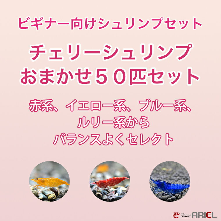 【SALE】チェリーシュリンプ　おまかせ50匹セット　死着補償サービス＋5匹