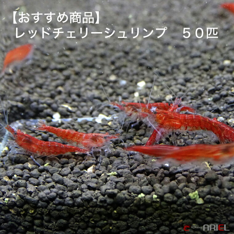 人気No.1】 エビ お一人様一点限り チェリーレッドシュリンプ 18匹 1割おまけ 北海道航空便要保温 discoversvg.com 人気No.1】 エビ お一人様一点限り チェリーレッドシュリンプ 18匹 1割おまけ 北海道航空便要保温 discoversvg.com