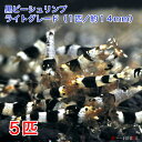 黒ビーシュリンプ ライトグレード 5匹セット(1匹/約14mm) 死着補償+1匹 シュリンプ エビ 観賞魚 黒白 繁殖 アクアリウム