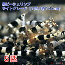 黒ビーシュリンプ　ライトグレード　5匹セット（1匹／約14mm)　死着補償＋1匹