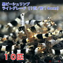 黒ビーシュリンプ ライトグレード 10匹セット(1匹/約14mm) 死着補償+2匹 シュリンプ エビ 観賞魚 黒白 繁殖 アクアリウム