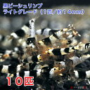 ビギナー向けの丈夫で安価な黒ビー。 ブラックビーシュリンプのまとめ売り！死着補償＋2匹 【個体サイズ】14mm前後 【備考】 画像はイメージです。 本商品に該当するグレードの個体をこちらでセレクトさせて頂きます。 お客様からの個体のご指定は出来ませんのでご了承ください。 雌雄の数量指定はできません。 予めご了承ください。 ■冬季の発送について 　当社はこれまで北海道、九州、沖縄方面へは「ヤマトタイム便」にて発送していました。しかし、今後航空便では、保温のために用いる使い捨てカイロの使用が禁止されます。今後は、カイロを入れずに航空便で発送するか、陸送（お届けに1日半かかります）となります。 　ご注文の際は、備考欄に「タイム便」と「陸送」のどちらかをご指定下さい！