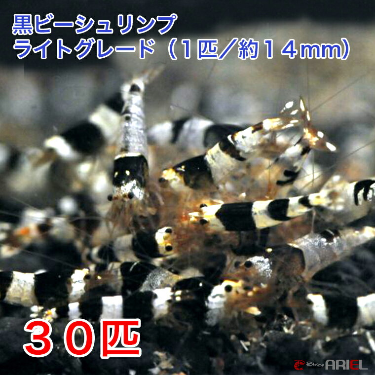 黒ビーシュリンプ　ライトグレード　30匹セット（1匹／約14mm)　死着補償＋3匹