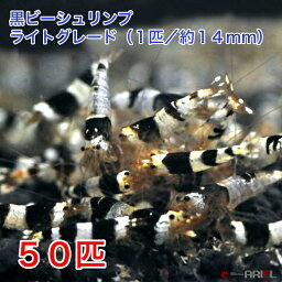 黒ビーシュリンプ　ライトグレード　50匹セット（1匹／約14mm)　死着補償＋5匹