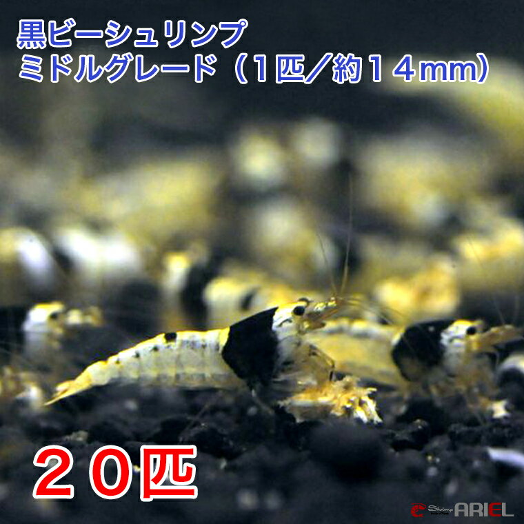 【今週のおすすめ】黒ビーシュリンプ　ミドルグレード　20匹セット（1匹／約14mm)　死着補償＋2匹