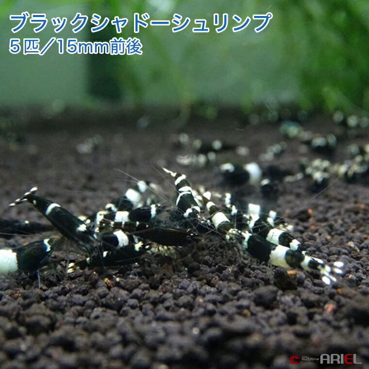 ブラックシャドーシュリンプ　5匹セット（1匹／15mm前後）死着補償サービス＋1匹 その1