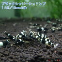 【今週のおすすめ】ブラックシャドーシュリンプ 10匹セット(1匹/15mm前後) シャドー タイガー アクアリウム エビ シュリンプ 水槽 台湾 繁殖