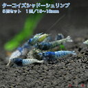 ターコイズシャドーシュリンプ 5匹セット(1匹/15mm前後)死着補償サービス+1匹 シャドー タイガー アクアリウム エビ シュリンプ 水槽 台湾 繁殖