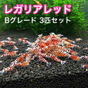 レガリアレッド Bグレード 3匹セット