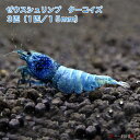 ゼウスシュリンプ　ターコイズ 　3匹（1匹／約1．5cm）