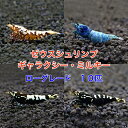 ゼウスシュリンプ　 ギャラクシー・ミルキー 　ローグレード　10匹（1匹／約1．5cm）