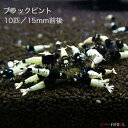 ブラックピントシュリンプ 10匹セット 1匹/約1.5cm