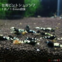 台湾ピントシュリンプ 1匹/約1.8cm