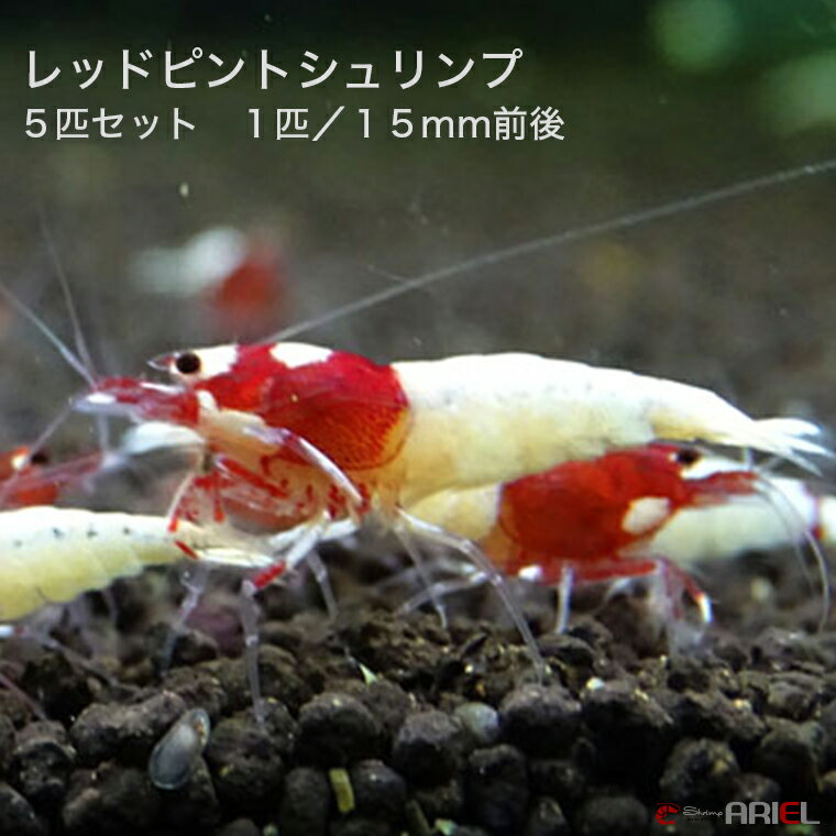 レッドピントシュリンプ　5匹セット　1匹／約1．5cm