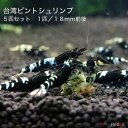 台湾ピントシュリンプ 5匹セット 1匹/約1.8cm