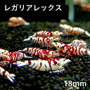 レガリア レックス 1匹 (18mm) シュリンプ shrimp エビ アクアリウム aquarium