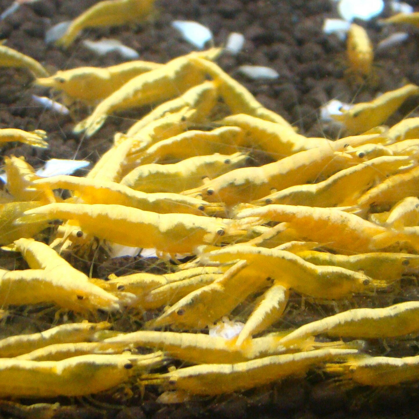 イエロー チェリーシュリンプ 10匹セット 死着補償＋1匹 生体 黄色 黄金色 存在感 アクアリウム 水草 エビ