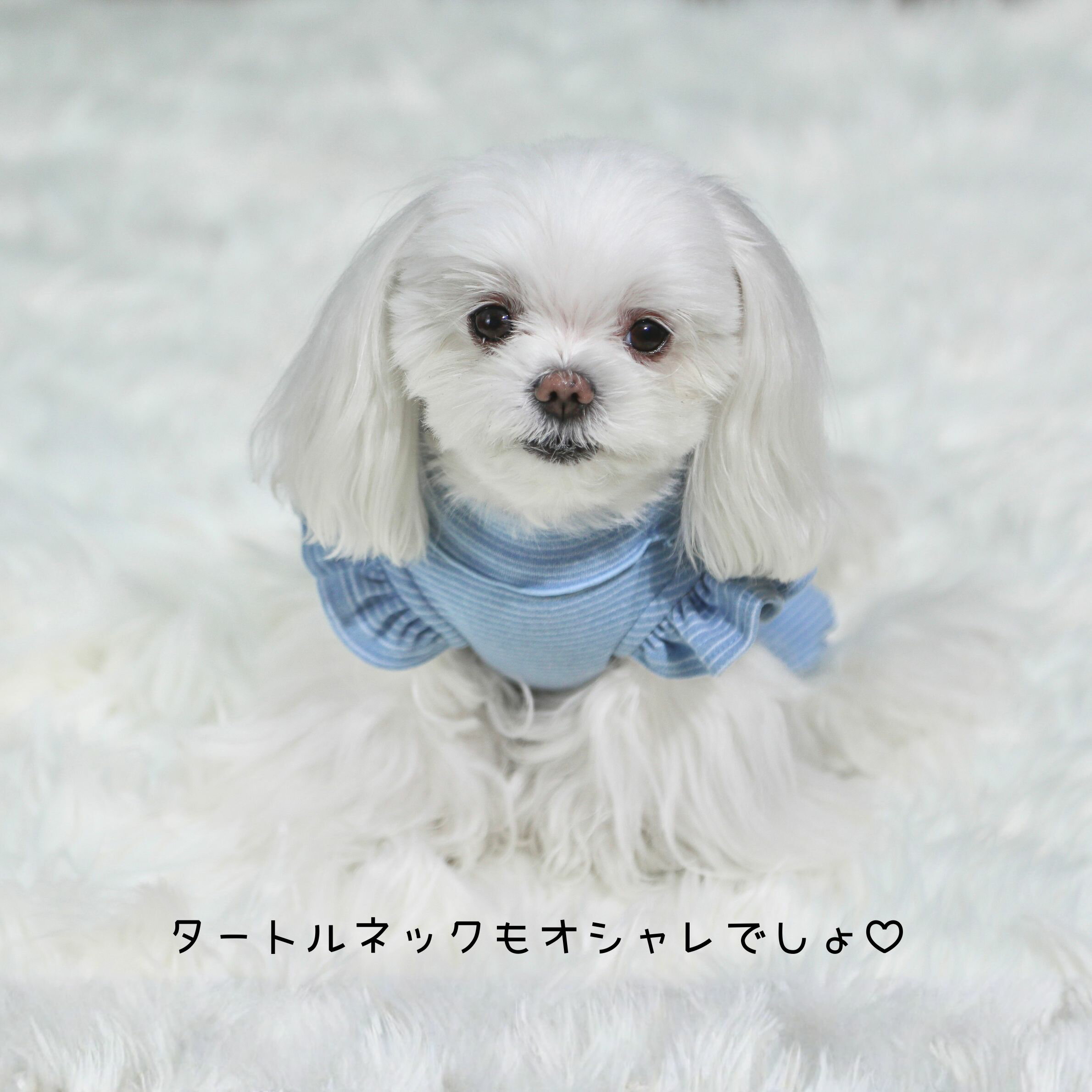 �� ���� �Ĥʤ� �ե�뤤�äѤ� ����ѡ��� ���������� �����륤���� ���襤�� ���Ф��� ������ �ڹ� �֥��� �ɴ� �Ȥ��� ȴ�����к� �ԥ� �֥롼 XS S M L XL 2XL