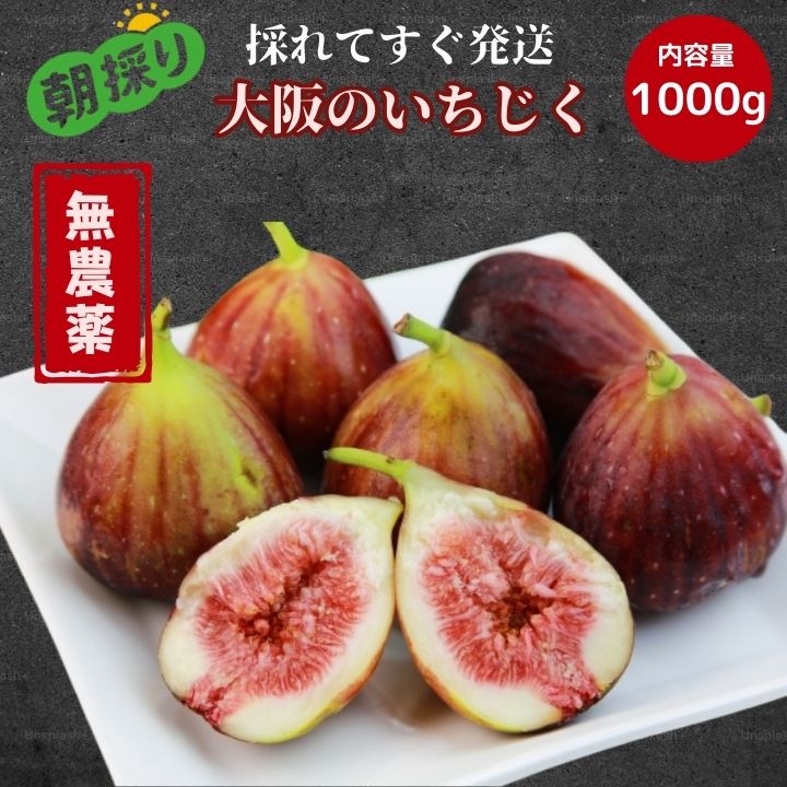 最高級【無農薬】大阪産 羽曳野 いちじく イチジク 無花果 おおさか 1kg 500g 甘い 高糖度 大容量 オープンキャンペーン 人気 おすすめ 梅 梅干し 格安 セール 割引 激安 即発送 産地直送 はびきの 贈り物 ギフト お中元 高級