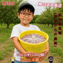 【楽天スーパーSALE】【18900円⇒なんと半額!!】紀州南高梅 数量限定 【無添加】和歌山 梅干 梅 酸っぱい 江戸時代 濃い 産地直送 訳あり 送料 10kg 大容量 キャンペーン 人気 おすすめ うめ 梅 梅干し セール 割引 期間限定 熱中症 在庫処分 激安 割引 sale お買い得