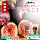 ランキング受賞! 最高級【無農薬】大阪産 羽曳野 いちじく イチジク 無花果 おおさか 1kg 500g 甘い 高糖度 大容量 オープンキャンペーン 人気 おすすめ 梅 梅干し 格安 セール 割引 激安 即発送 産地直送 はびきの 贈り物 ギフト お中元 高級
