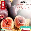 最高級【無農薬】大阪産 羽曳野 いちじく イチジク 無花果 おおさか 1kg 500g 甘い 高糖度 大容量 オープンキャンペーン 人気 おすすめ 梅 梅干し 格安 セール 割引 激安 即発送 産地直送 はびきの 贈り物 ギフト お中元 高級