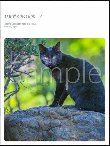 猫 フォトブック 写真 ポストカード 【猫雑貨招福】