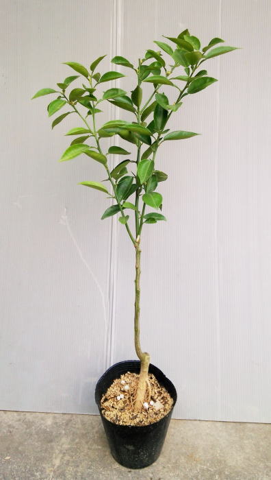 徳島名産のスダチの苗を徳島から【すだち接木苗】5号ポット入り苗　樹高0.8m前後のサムネイル