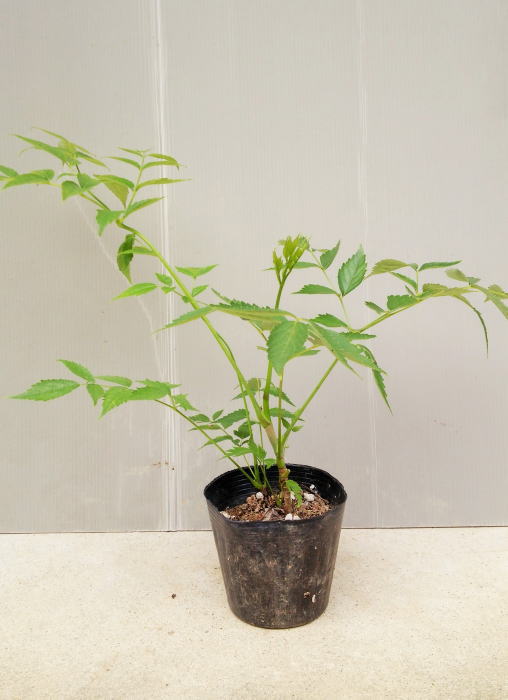 山菜の王タラの芽【棘無しタラの木】樹高40cm前後　4.5号ポット入り（トゲナシタラノキ）のサムネイル