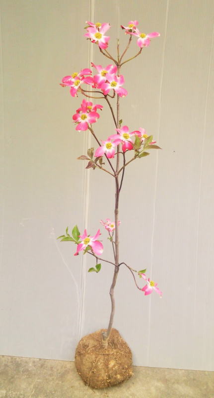 沢山の花が開花中の優良品【ハナミズキ(赤花）】樹高1.2m前後 チェロキーチーフ 接ぎ木根巻き苗　はなみずき