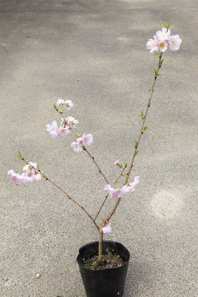 2024年開花予定【八重紅彼岸桜（ヤエベニヒガンザクラ）】樹高50cm前後　10.5cmポット入り　やえべにひがんざくら　さくら