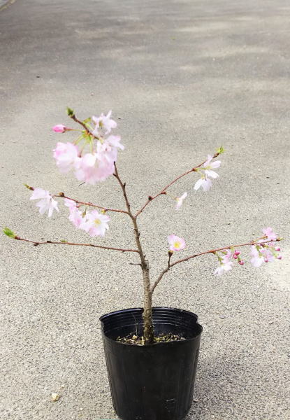 【十月桜（ジュウガツザクラ）】3.5号ポット苗 樹高40cm前後　じゅうがつざくら　さくら
